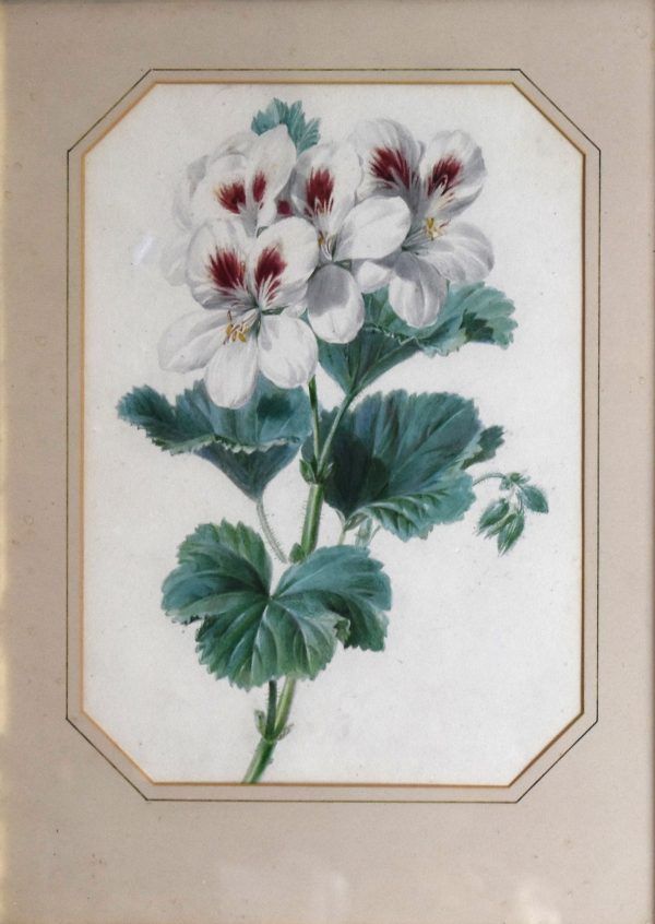 Pair of watercolours of flowers by Valentine Bartholomew 1799-1879 - Image 8