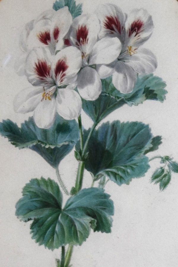 Pair of watercolours of flowers by Valentine Bartholomew 1799-1879 - Image 7