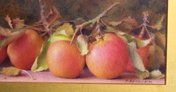 Still life watercolour of apples by Fred Spencer - Image 5