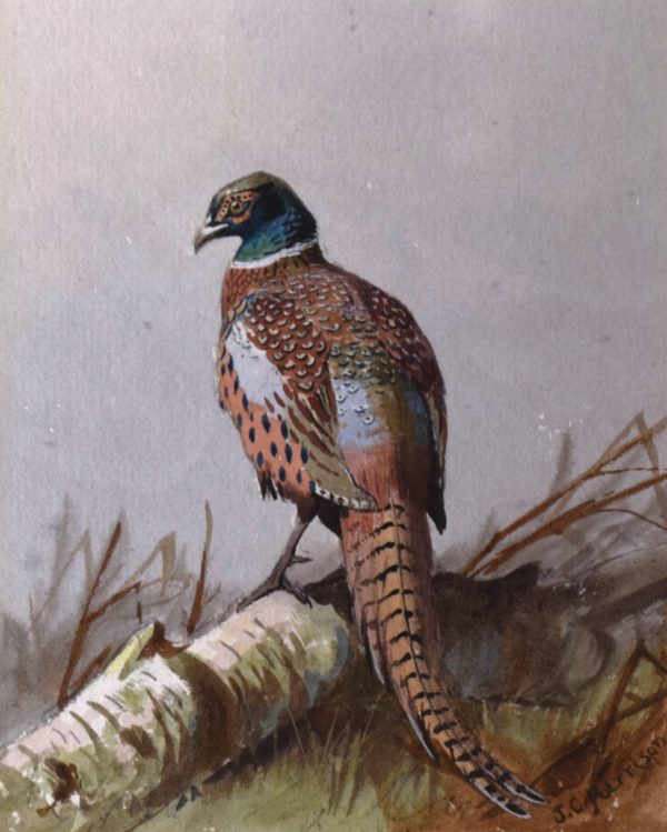 Pheasant watercolour by John Cyril Harrison - Image 4